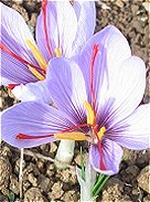 Fleur de crocus sativus (safran)